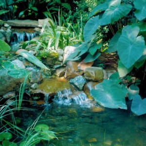 A close up of a small waterfall surrounded by elephant ear plants and other greenery.