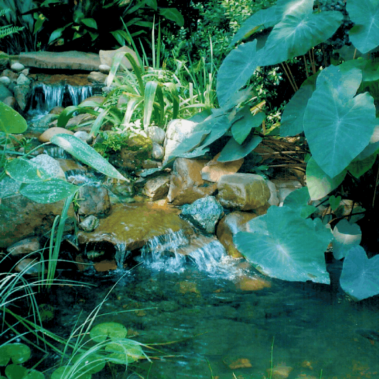 A close up of a small waterfall surrounded by elephant ear plants and other greenery.