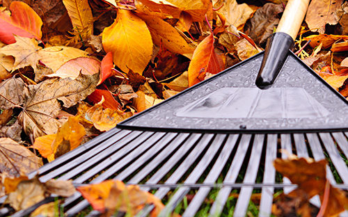 A close up of a rake laying on a pile of orange leaves during a fall yard cleanup.
