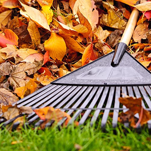 A close up of a rake laying on a pile of orange leaves during a fall yard cleanup.
