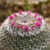 A close-up of a round cactus with bright pink flowers.