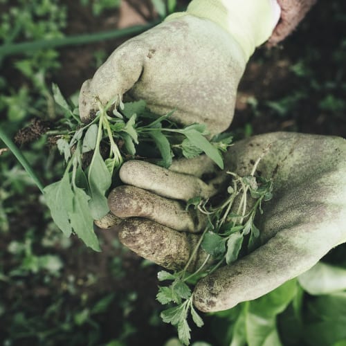 Close up of an East Texas gardener's hands, protected by gloves, holding freshly pulled leaves.