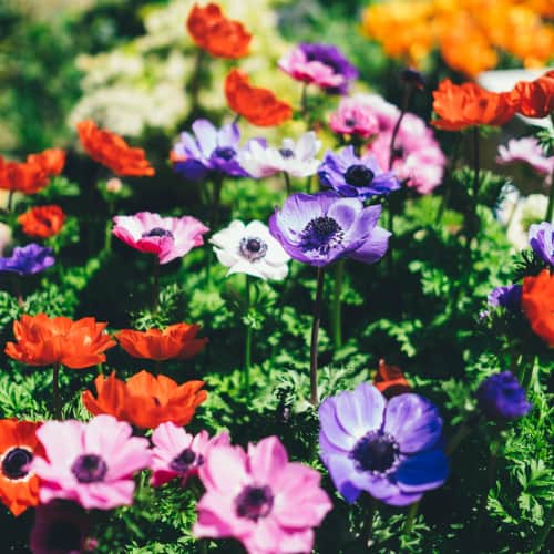 A close-up of beautiful multi-colored flowers in a freshly-landscaped garden in Tyler, TX.