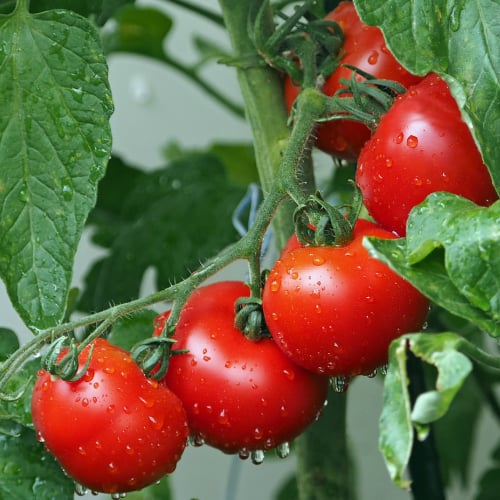 A bunch of bright red tomatoes on a vine in an East Texas garden.