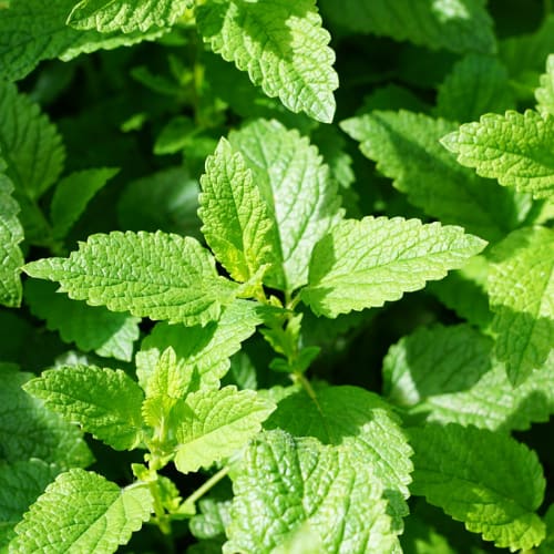 A close up of mint leaves.