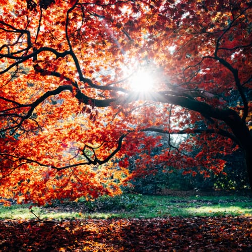 november-gardening The sun peeking through orange leaves on a tree during fall.